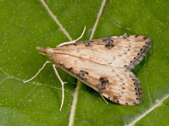 Udea costalis Ev. adulte - �Philippe Mothiron