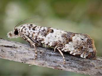 Thiodia couleruana Dup. adulte - �Friedmar Graf