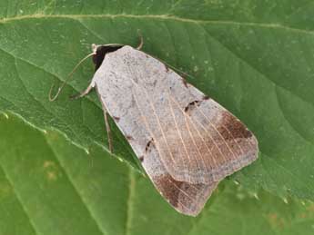 Lygephila craccae D. & S. adulte - �Philippe Mothiron