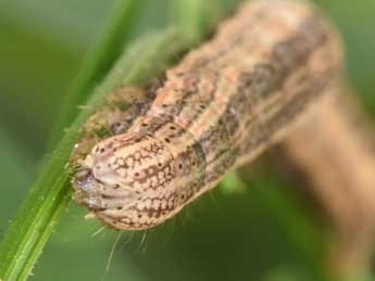  Chenille de Lygephila craccae D. & S. - �Philippe Mothiron