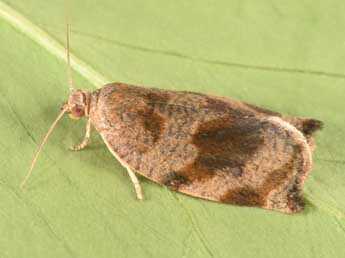 Archips crataegana Hb. adulte - �Philippe Mothiron