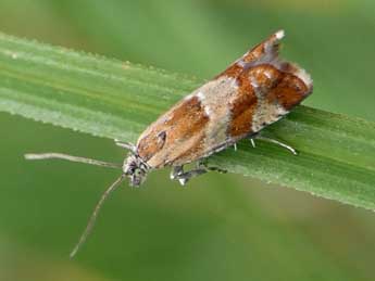 Epinotia cruciana L. adulte - �Jean-Pierre Lamoline
