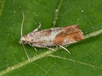 Epinotia cruciana L. adulte - �Philippe Mothiron