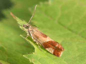 Epinotia cruciana L. adulte - �Philippe Mothiron