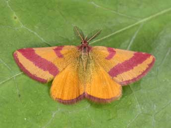 Lythria cruentaria Hfn. adulte - �Philippe Mothiron