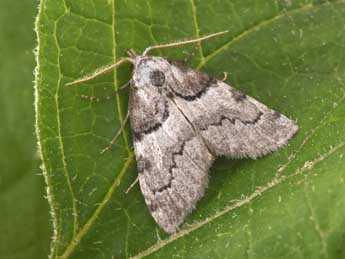 Nola cucullatella L. adulte - �Philippe Mothiron