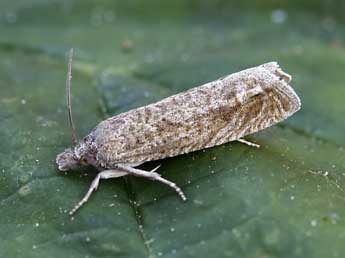 Eucosma cumulana Gn. adulte - �Lionel Taurand