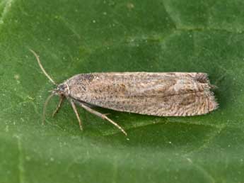 Eucosma cumulana Gn. adulte - �Philippe Mothiron