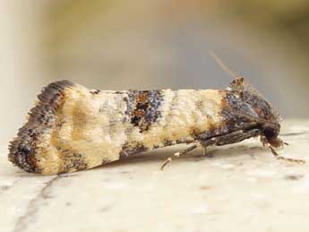 Phtheochroa cymatodana Rbl adulte - �Friedmar Graf