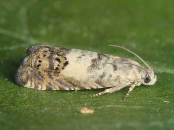 Cydia cytisanthana Burmann & Pr�se adulte - �J�rg Schmid