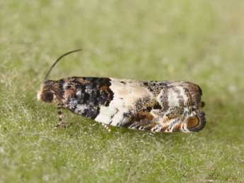 Gypsonoma dealbana Fr�l. adulte - �Philippe Mothiron