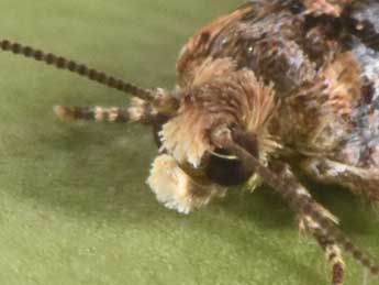 Gypsonoma dealbana Fr�l. adulte - �Philippe Mothiron