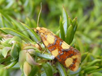 Aethes decimana D. & S. adulte - �Kevin Gurcel