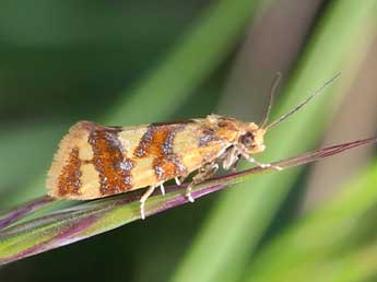 Aethes decimana D. & S. adulte - �Adrien Jailloux