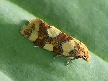 Aethes decimana D. & S. adulte - �Jean-Pierre Lamoline