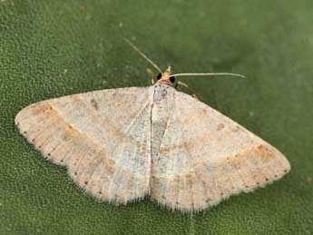 Isturgia deerraria Wlk. adulte - �Daniel Morel