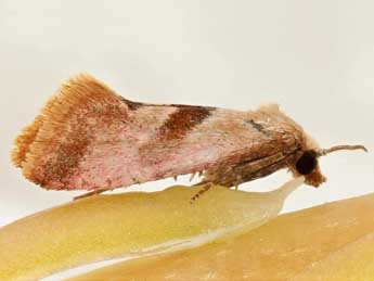 Falseuncaria degreyana McLachlan adulte - �Friedmar Graf