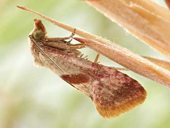 Falseuncaria degreyana McLachlan adulte - �Friedmar Graf