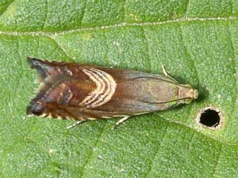 Grapholita delineana Wlk. adulte - �Michel Ehrhardt