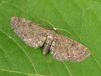 Eupithecia denotata Hb. adulte - �Philippe Mothiron