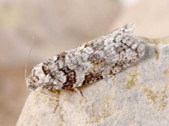 Eana derivana Lah. adulte - �Philippe Mothiron