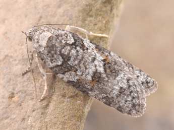 Eana derivana Lah. adulte - �Philippe Mothiron