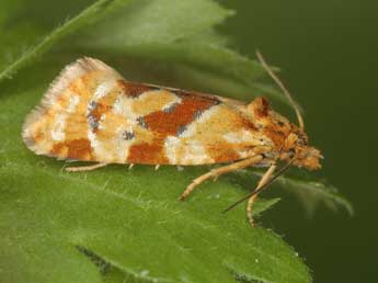 Aethes deutschiana Zett. adulte - �J�rg Schmid