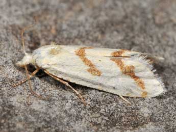 Aethes dilucidana Stph. adulte - �Paolo Mazzei