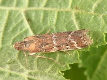 Delplanqueia dilutella Hb. adulte - �Philippe Mothiron