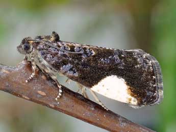 Hedya dimidiana Cl. adulte - �Friedmar Graf