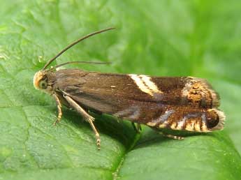 Grapholita discretana Wocke adulte - �Ruben Meert