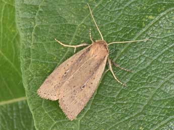 Archanara dissoluta Tr. adulte - �Philippe Mothiron