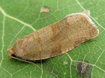 Choristoneura diversana Hb. adulte - �Friedmar Graf