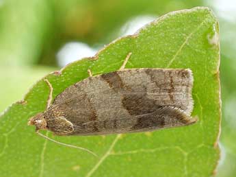 Choristoneura diversana Hb. adulte - �Friedmar Graf