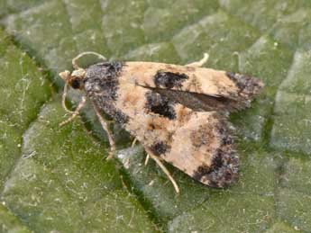Neocochylis dubitana Hb. adulte - �Philippe Mothiron