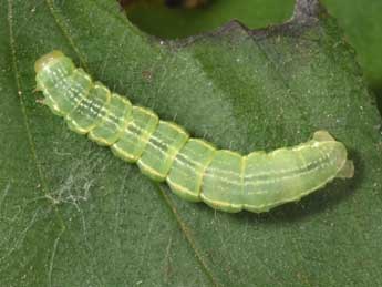 Chenille de Triphosa dubitata L. - �Philippe Mothiron