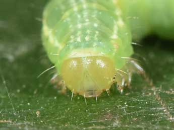  Chenille de Triphosa dubitata L. - �Philippe Mothiron