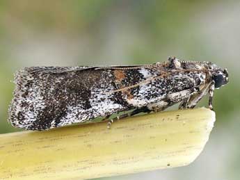 Acrobasis dulcella Z. adulte - �Friedmar Graf