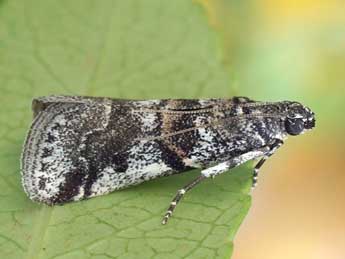 Acrobasis dulcella Z. adulte - �Friedmar Graf