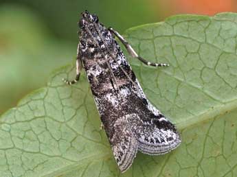 Acrobasis dulcella Z. adulte - �Friedmar Graf