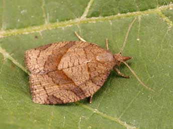 Pandemis dumetana Tr. adulte - �Lionel Taurand