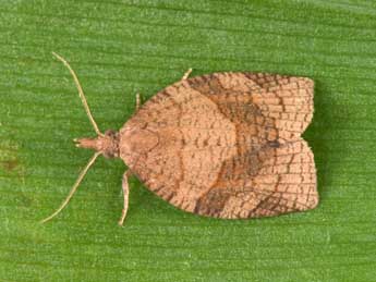 Pandemis dumetana Tr. adulte - �Philippe Mothiron