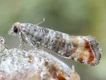 Rhyacionia duplana Hb. adulte - �Friedmar Graf