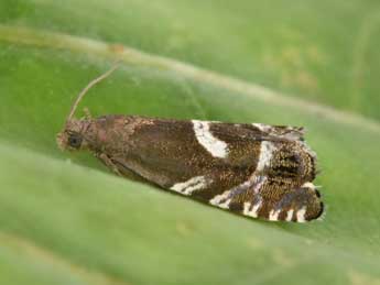 Cydia duplicana Zett. adulte - �Philippe Mothiron