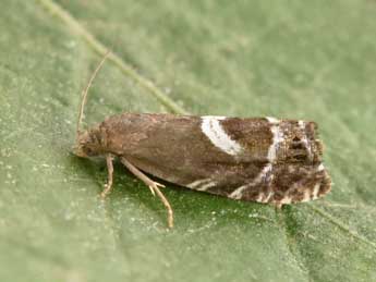 Cydia duplicana Zett. adulte - �Philippe Mothiron