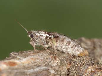 Exapate duratella Heyd. adulte - �J�rg Schmid