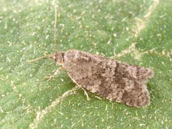 Cnephasia ecullyana R�al adulte - �Philippe Mothiron