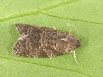 Cnephasia ecullyana R�al adulte - �Philippe Mothiron