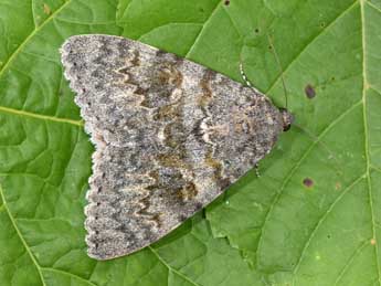 Catocala elocata Esp. adulte - �Philippe Mothiron