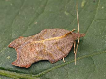 Acleris emargana F. adulte - �Lionel Taurand